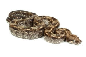Boa c. imperator, Nicaragua, anérythristique